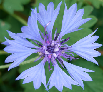 Aster.jpg