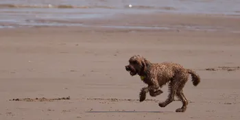 Labradoodle This landscape photograph was taken on the beach at Sutton on Sea, Lincolnshire, England, in the United Kingdom, on a spring morning. The main subject of the image is a Labradoodle, a type of dog, running across the sandy shore, illustrating the concept of dogs in motion. The scene captures animals enjoying open spaces by the sea, with the gentle waves of the North Sea visible in the background. The coastal environment characteristic of Sutton on Sea adds context and locational detail to this image of a dog full of energy during a typical springtime outing in England.