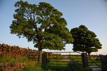 Peak district summer evening This landscape photograph captures a Peak District rural scene in the United Kingdom on a summer evening. The image features two large trees with green foliage standing prominently beside a traditional dry stone wall and metal gate, with a gravel path leading further into the countryside. The soft, warm evening light highlights the natural beauty and tranquility of the area, showing the lush vegetation characteristic of summer. The composition showcases the essence of nature and the rural landscape typical of the Peak District, with trees and agricultural boundaries forming central elements of the view.