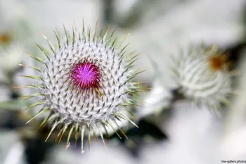 Thistles.jpg