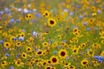 Wildflowers.jpg