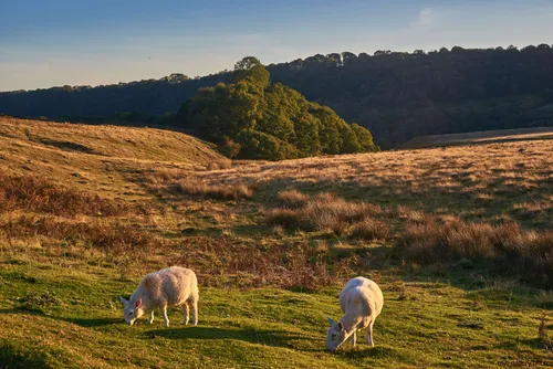 DSC_8283 is a landscape photograph taken in the evening during the autumn of 2018 in the North Yorkshire Moors, United Kingdom. The image shows a rural nature scene with two sheep grazing in the foreground, representing the presence of animals in the countryside setting. In the background, gently sloping grassy hills and areas of dense green woodland are visible, characteristic of the North Yorkshire Moors. The soft sunlight creates long shadows and highlights the golden tones of the autumn foliage and dried grass, typical for this time of year. The photograph captures the tranquil essence of rural nature in the United Kingdom, with the sheep depicted as an integral part of the landscape.