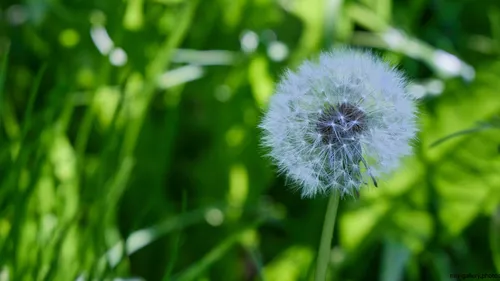 This nature photograph features a close-up view of a dandelion flower standing prominently among green grass and other plants. The image was taken in the late morning during the spring season, as suggested by the lush vibrant greenery and the fresh appearance of the dandelion. The detailed focus on the dandelion highlights the delicate seeds while the blurred background plants emphasize the abundance of spring flowers. This still life image captures the beauty of dandelions in their natural environment, showcasing the intricate structure of the flower head without any visible buildings or landscape features.