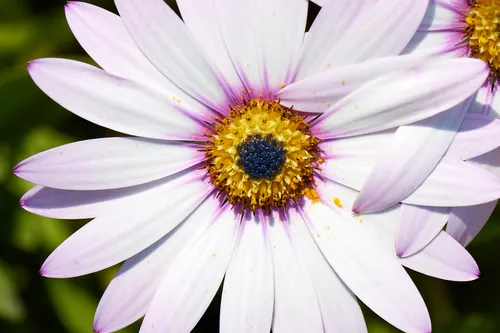 This still life photograph features the flower Osteospermum 'Lady Leitrim' as its main subject, captured in the late morning during the spring season. The image presents a close-up view of the plant, highlighting its white petals tinted with purple near the center, and its distinctive blue and yellow central disk. The surrounding green background suggests that the Osteospermum is growing amongst other plants, contributing to the natural setting.
