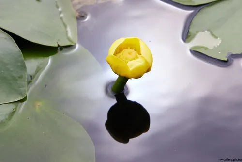 This nature still life photograph shows a lilypad on the surface of a pond during a summer morning, as indicated by the lighting and the date in late July. In the center of the image, there is a yellow aquatic flower emerging above the water, surrounded by broad green lilypads. The calm water and gentle reflection highlight the details of the flower and plants. The photograph emphasizes the tranquil beauty of summer flora, capturing the interplay between flowers and lilypad plants in their natural habitat. There are no buildings, mountains, or other notable landmarks visible, keeping the focus on the serene nature scene.