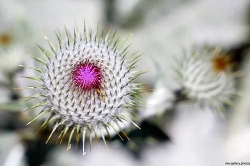 Thistles This image shows a close-up view of Milk Thistle flowers in a natural setting, with sharp spines and vibrant purple centres dominating the composition. The photograph captures the texture and pattern of the thistle plants, emphasizing their distinctive appearance within the surrounding nature. Taken in the morning during the summer season, the still life photograph highlights the structural beauty of the Milk Thistle flowers and their role within the environment. The soft, diffused light enhances the details and colours of the thistle plants, creating a clear visual representation of summer flora.
